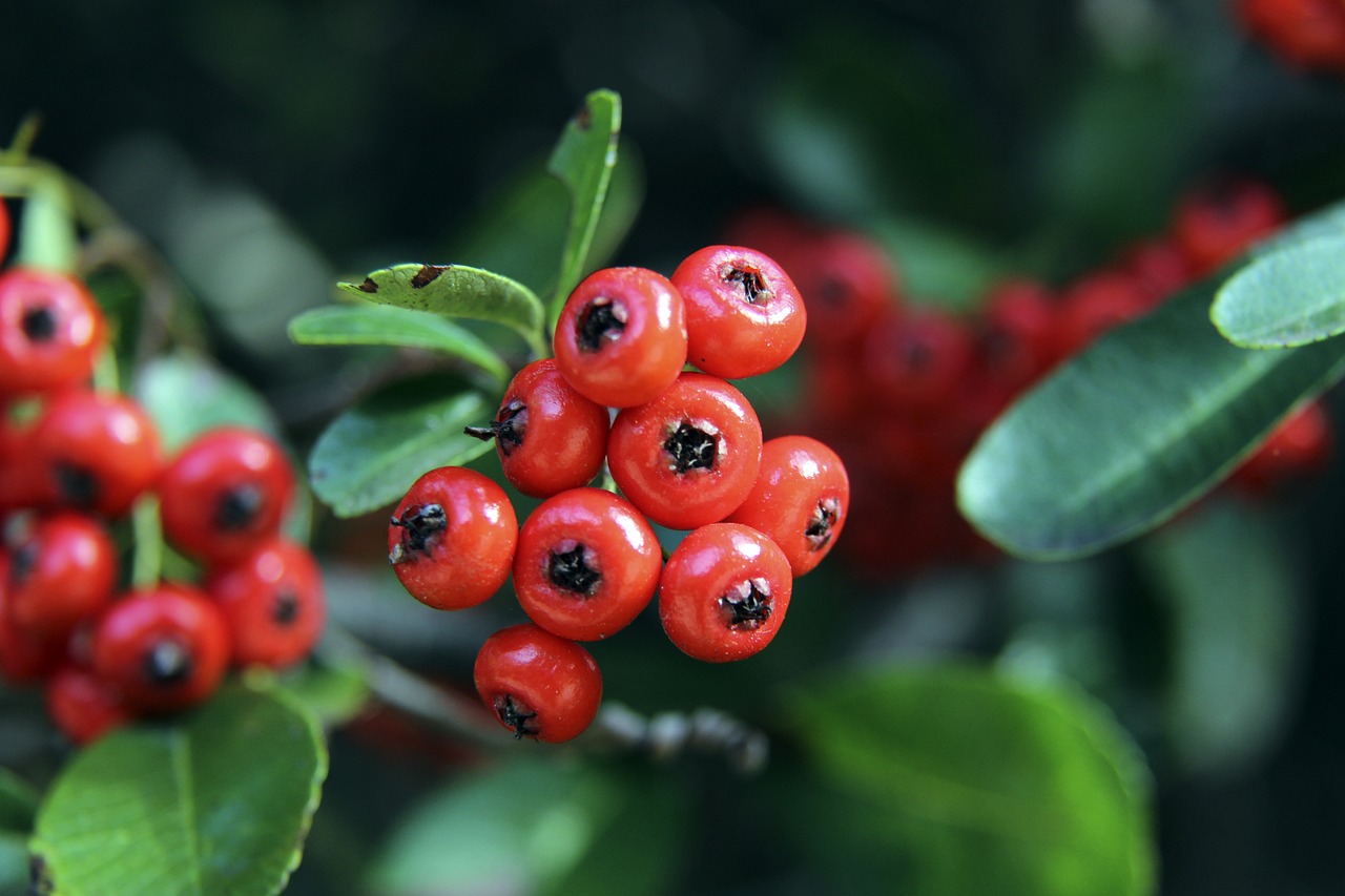 仅需要球队 仅需要球队