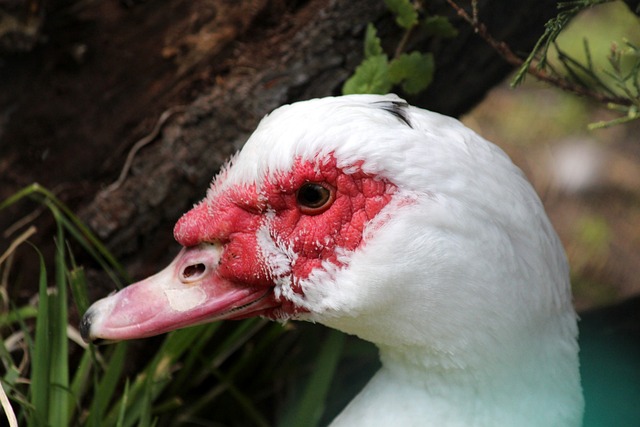 调整百白破 调整百白破